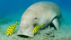 Dugong is a marine mammal related to the manatee. The Dugong Dugong Dugon Of South East Asia Sea Cow Weird Animals Dugong