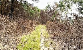 Nghệ An trước vấn nạn thiếu điện, thiếu nước và nguy cơ cháy rừng ở cấp độ  cao