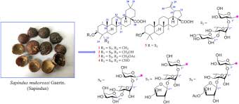 Triterpenoid saponins from the pulp of Sapindus mukorossi and their  antifungal activities - ScienceDirect