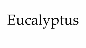 How To Pronounce Eucalyptus Youtube
