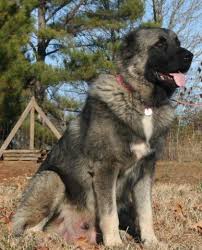 Our shepherd puppies are very friendly, good with children, incredibly social, eager to learn, and easily trained. Caucasian Ovcharka Shepherd Puppies For Sale In Athens Alabama Classified Americanlisted Com