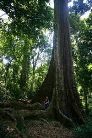 Image result for Tannodia swynnertonii