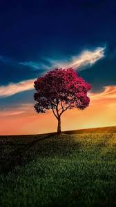 We did not find results for: Pin By An Tara On Beautiful Life Cute Wallpaper Backgrounds Nature Photography Beautiful Nature