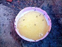 Homemade Ant Bait - Youtube