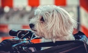 Bester Hundefahrradkorb 2018 Test Vergleich Wichtige Infos