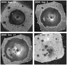 Image result for Monotes magnificus