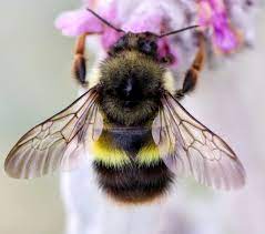 Join the bumblebee conservation trust. Bombus Flavifrons Wikipedia