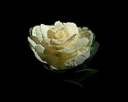 Check spelling or type a new query. Floating Flowers Carole Latimer