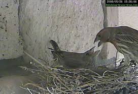 Additional Pictures Videos Of House Finch Bird Nest