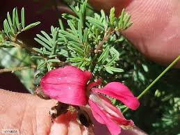Image result for Indigofera hedyantha