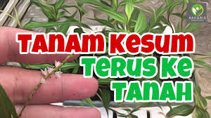 Di sesetengah tempat pokok ketum dipanggil pokok biak. Cara Tanam Pokok Kesum Dalam Pasu Tips Elak Kesum Mati Youtube