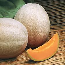 A terrific, sweet flavor that's distinctively different. Aphrodite Hybrid Cantaloupe Seeds Ws 16216 3 10 Weseeds Com