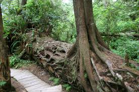 Image result for log