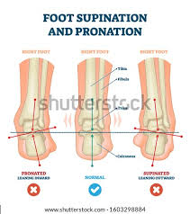 The majority of muscles in the leg are considered long muscles, in that 31.08.2020 · diagram and muscle labeling quiz. Shutterstock Puzzlepix