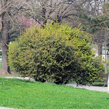 Image result for Berberis julianae