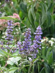 Image result for Vitex amaniensis