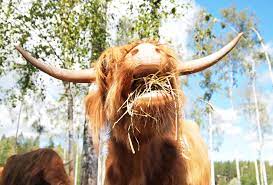 File Highland Cattle Eating Jpg Wikimedia Commons