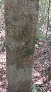 Image result for Trilepisium madagascariense