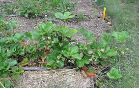 A host of other never till options exist as well. A Different Method To Consider No Till Gardens The Daily World
