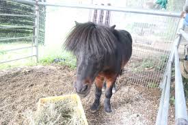 Proses kuda kawin dan sapi kawin #kuda #sapi #hewankawin. Beramah Mesra Dengan Haiwan Di G2g Animal Garden Maeps Dorsett Pink