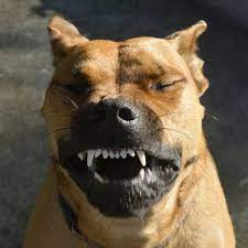 Is reverse sneezing in dogs a common condition? What Is Reverse Sneezing And When Should I Be Worried About It Pethelpful