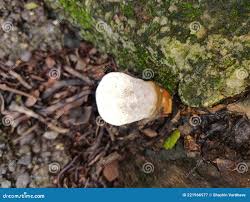 Image result for Ganoderma curtisii