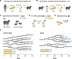 We did not find results for: A Multihost Bacterial Pathogen Overcomes Continuous Population Bottlenecks To Adapt To New Host Species Science Advances