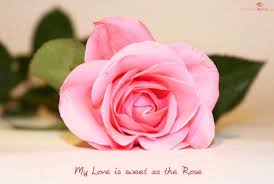 Rose Quote Flower Quotes Rose Love Quotes Love Wallpaper