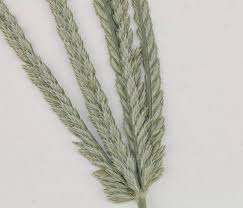 Image result for Eleusine