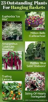 23 outstanding plants for hanging baskets container water gardens flower best edible