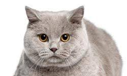 A purebred birman cat cannot be shorthaired. 10 Great Cat Breeds For Kids Howstuffworks