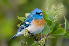 Image result for Passerina montana