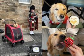 Glasgow dog Ted goes viral