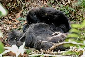 Apr 02, 2014 · dian fossey was a zoologist best known for researching the endangered gorillas of the rwandan mountain forest from the 1960s to the 1980s, and for her mysterious murder. Umgang Mit Dem Tod Gorillas Zeigen Besonderes Verhalten Haller Kreisblatt Wirtschaft