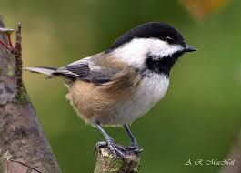 Chickadee Posing In The Winter Lilac Vancouver British Columbia Chickadee Beautiful Birds Black Capped Chickadee