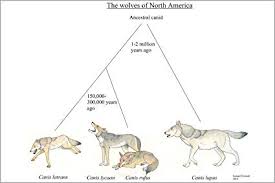 Amazon Com 24x36 Poster Evolutionary Chart Of North