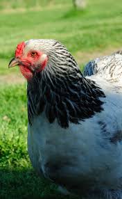 The chickening is a premium rare zombie trick card in plants vs. Keep Your Chickens From Scattering The Mulch My Pet Chicken Blog