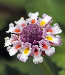 Image result for Lippia plicata