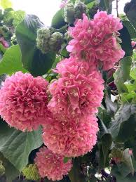 Image result for Dombeya lastii