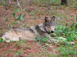 Island, will she see him again since she heard he deserted two years before her. After The Assault Podcast Overview Supply Chains Issues Across Country California Covid 19 Impact On Nature Wildlife Capradio Org