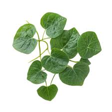 Image result for Tinospora orophila