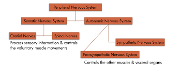 Central and peripheral nervous systems c. The Brain And Nervous System Noba