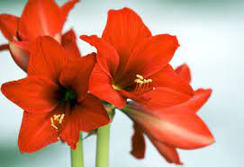 Amaryllis Plant Care Planet Natural