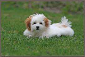 They possess an abundance of personality, which is the primary reason for the popularity of this little dog. Brown Coton De Tulear Google Search Coton De Tulear Dogs Coton De Tulear Coton De Tulear Puppy