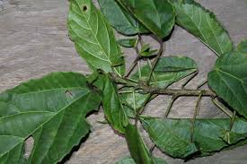 Image result for Alchornea laxiflora