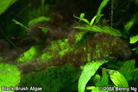 Black Furry Algae In Fish Tank Algeas Types And Solutions To Problems Aquarium Advice Aquarium Forum Community