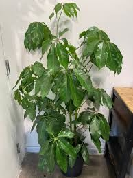Image result for Schefflera