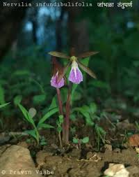 Image result for Nervilia petraea