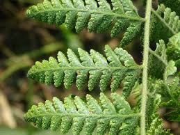 Image result for Microlepia speluncae