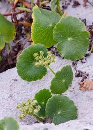 Image result for Hydrocotyle mannii